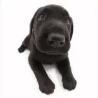 🖕 perro, perro negro, cachorro, lindo, animal, mascota telegram sticker