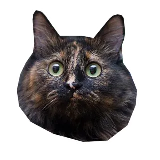 🙄 kot, zwierzę, zwierzę domowe, szylkret, kotowate, kot domowy telegram sticker