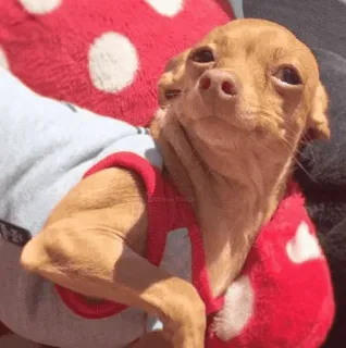 🐾 Hund, Chihuahua, lustig, süß, Tier, Haustier telegram sticker