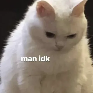 🤨 man idk Katze, Meme, kA, lustig, Tier telegram sticker