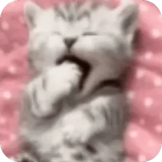 🐱 whatsapp sticker