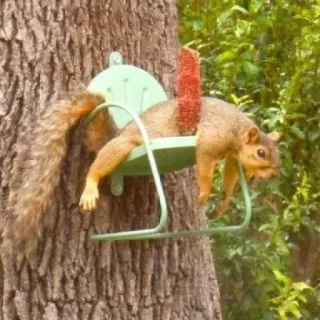 🐿 squirrel, lazy, relaxing, nature, animal, tree telegram sticker