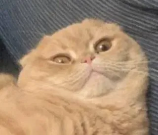 😳 gato, gracioso, lindo, meme, animal, mascota telegram sticker