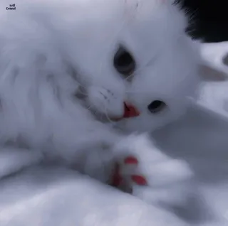 🐾 gato, gato blanco, animal, mascota, lindo, esponjoso, gatito, animal doméstico telegram sticker