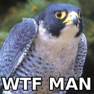 🙁 WTF MAN oiseau, faucon, wtf, mème, animal telegram sticker