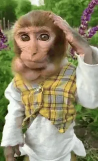 🐵 monyet, hormat, hewan, seragam whatsapp sticker