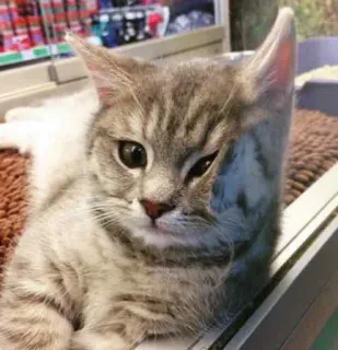 😿 cat, kitten, animal, pet, grey tabby, cute, adorable whatsapp sticker