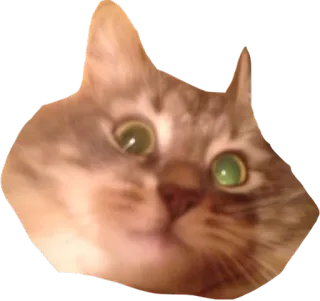 🤖 cat, animal, meme, pet, cute, funny telegram sticker