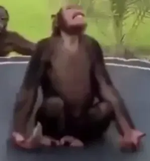 🧘‍♂ aap, mensaap, chimpansee, trampoline, dier, wilde dieren, natuur whatsapp sticker
