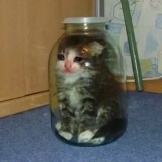 😭 chaton, bocal, animal, animal de compagnie, chat, triste, mème telegram sticker