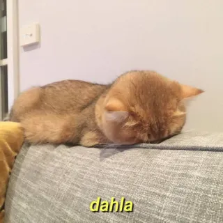 💛 dahla gato, dormindo, animal de estimação, animal, preguiçoso telegram sticker