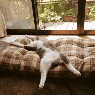 🐈 kat, lui, ontspannen, dier, huisdier, katachtig telegram sticker