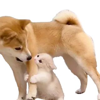 😬 dog, puppy, cat, kitten, animals, friendship, cute telegram sticker