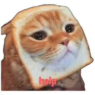 😸 help cat, bread, funny, sad, meme, animal, cute telegram sticker