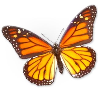🦋 motyl, owad, monarcha, pomarańczowy, skrzydła telegram sticker