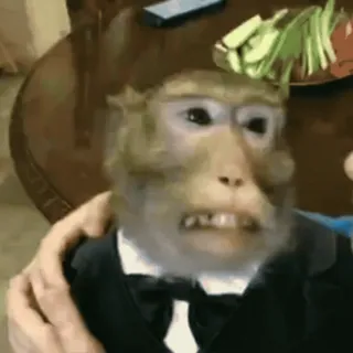 🐵 monkey, tuxedo, animal, meme whatsapp sticker