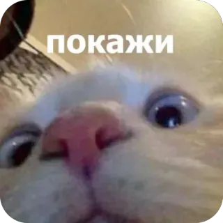 🫥 cat покажи cat, meme, funny, staring, close up, request telegram sticker