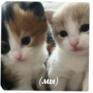 🐱 (мы) mèo con, mèo, thú cưng, động vật, dễ thương telegram sticker