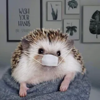 🦔 Riccio, Animale, Maschera, Covid, Carino, Animale domestico, Piccolo whatsapp sticker