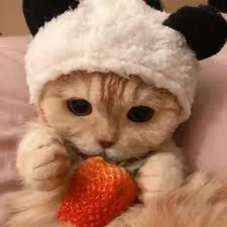 🤔 chat, chaton, fraise, mignon, animal, animal de compagnie, chapeau panda telegram sticker