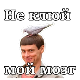 🤤 Не клюй
мой мозг Meme, Jim Carrey, Pomba, Engraçado, Humor telegram sticker