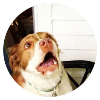 😱 Hund, Tier, Haustier, lustig, verängstigt, Überraschung telegram sticker