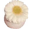 🌼