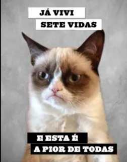 😩 JÁ VIVI
SETE VIDAS
E ESTA É
A PIOR DE TODAS кот, ворчливый, семь жизней, худший, мем, животное telegram sticker