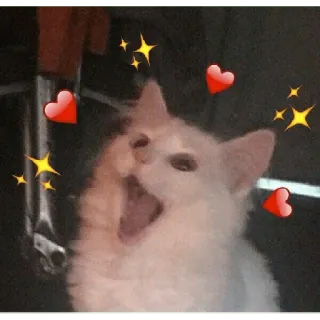 ❤️ cat, animal, hearts, stars, cute, pet telegram sticker