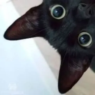 👀 chat, chat noir, animal, animal de compagnie, yeux whatsapp sticker