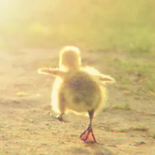 ✧｡◞🦆AnImAls @RAINBOWDUCK whatsapp stickers