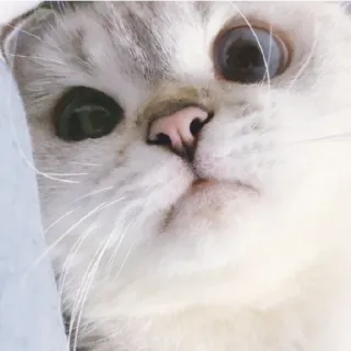 😁 Katze, Kätzchen, süß, Haustier, Tier, Katzenartig telegram sticker