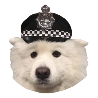👮 犬, 警察, 警察官, 動物, 帽子, サモエド telegram sticker