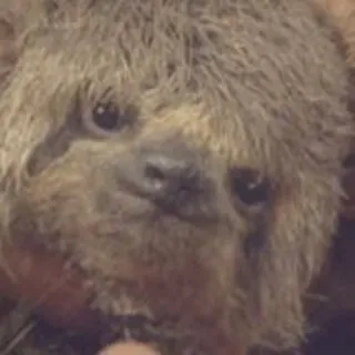 🙂 bradipo, animale, carino, adorabile, mammifero, pigro telegram sticker