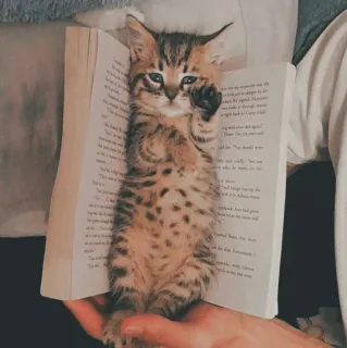 🐱 kotek, kot, książka, czytanie, zwierzę, słodki, zwierzak telegram sticker
