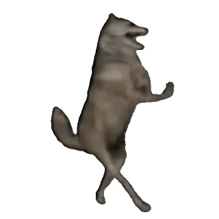 🤩 wolf, dancing, animal, funny whatsapp sticker