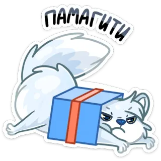 🙈 ПАМАГИТИ mèo, quà, động vật, hoạt hình telegram sticker