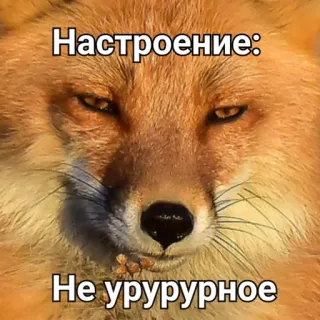😒 Настроение:
Не урурурное raposa, humor, meme, animal, engraçado, expressão telegram sticker