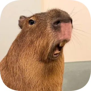 😫 telegram sticker