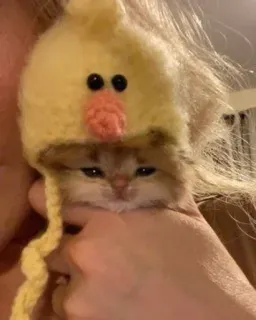 🫡 kätzchen, katze, tier, haustier, hut, niedlich, entzückend telegram sticker