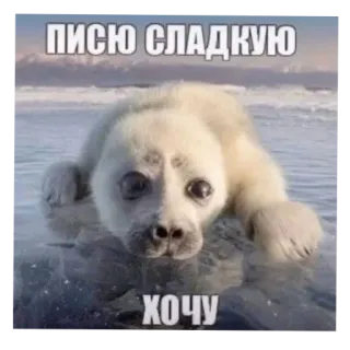 👅 ПИСЮ СЛАДКУЮ
ХОЧУ phoque, mignon, animal, océan, humour, mème telegram sticker