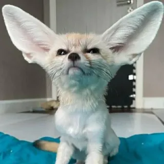 🦊 whatsapp sticker
