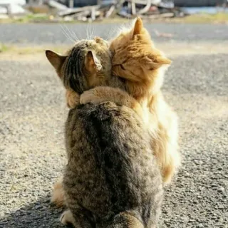 🐈 고양이, 동물, 우정, 포옹, 귀여운, 고양이들, 애완동물, 고양이과 telegram sticker