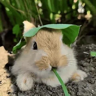 🐰 Hase, Kaninchen, Tier, süß, Blatt, Natur, Frühling, Garten telegram sticker