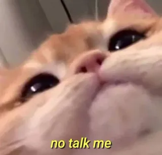 💛 no talk me gato, meme, engraçado, animal, animal de estimação, humor telegram sticker