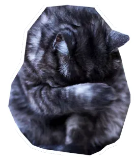 😣 แมว, สัตว์, สัตว์ตระกูลแมว, สัตว์เลี้ยง, น่ารัก, ลูกแมว telegram sticker