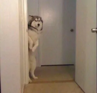 🤫 perro, husky, animal, mascota, puerta, de pie telegram sticker