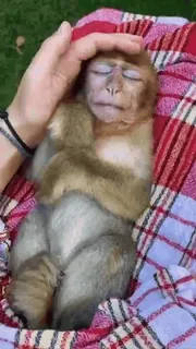 ๐ monkey, cute, animal, sleeping, primate telegram sticker