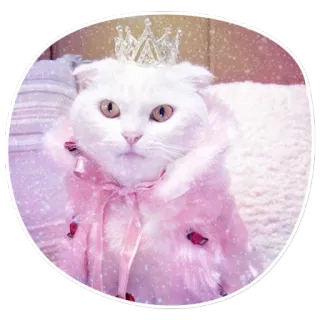 🔮 cat, princess, crown, animal, pet, cute, royalty telegram sticker