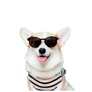 ☹️ cachorro, corgi, óculos de sol, animal de estimação, animal, legal, camiseta listrada telegram sticker